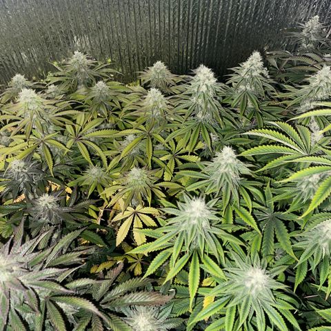 Purple Crash growlog timeline photo