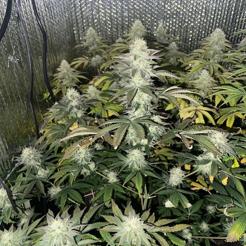 Purple Crash growlog timeline photo