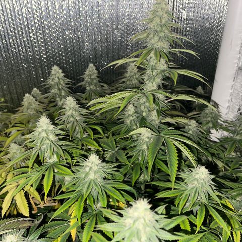 Purple Crash growlog timeline photo