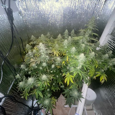 Purple Crash growlog timeline photo