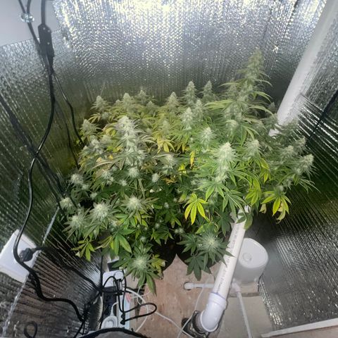 Purple Crash growlog timeline photo