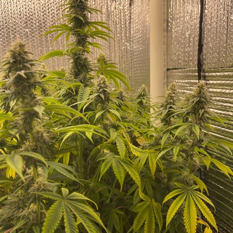 Purple Crash growlog timeline photo