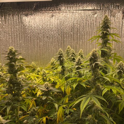 Purple Crash growlog timeline photo