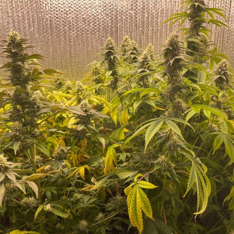 Purple Crash growlog timeline photo