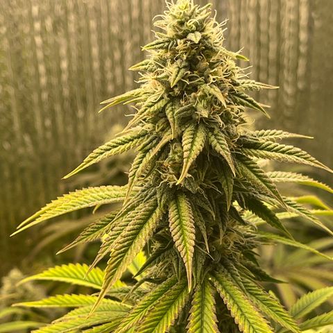 Purple Crash growlog timeline photo