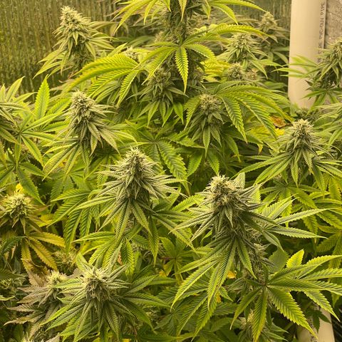 Purple Crash growlog timeline photo