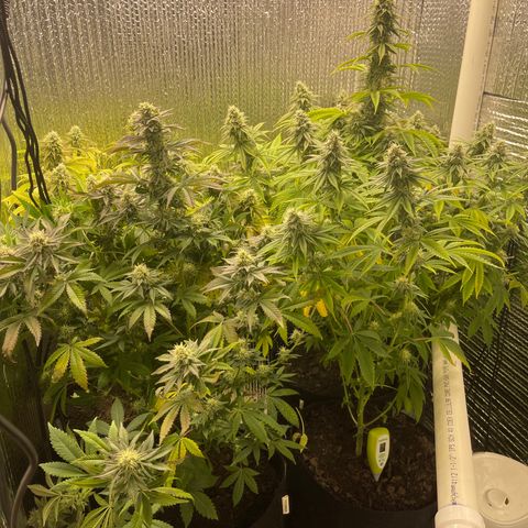 Purple Crash growlog timeline photo