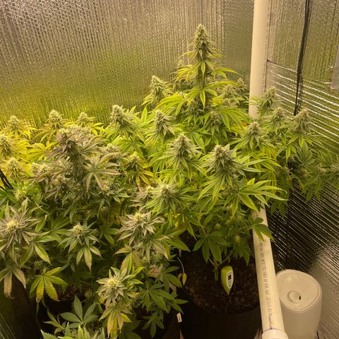 Purple Crash growlog timeline photo