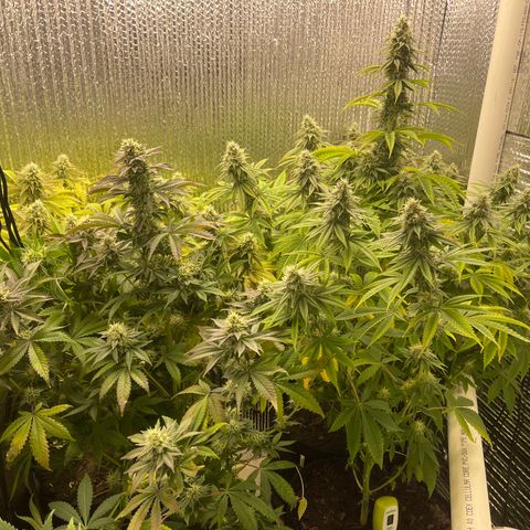 Purple Crash growlog timeline photo