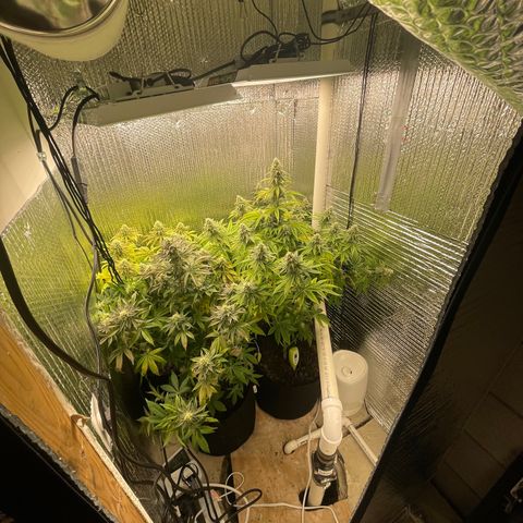Purple Crash growlog timeline photo