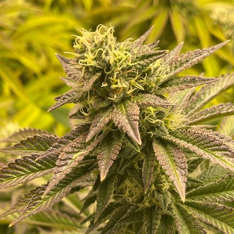 Purple Crash growlog timeline photo