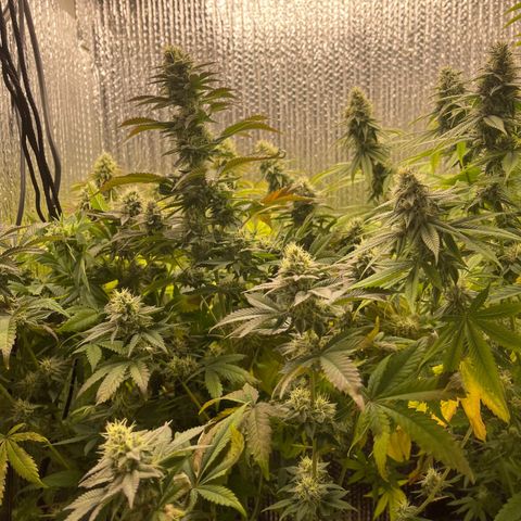 Purple Crash growlog timeline photo
