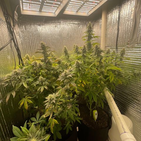 Purple Crash growlog timeline photo