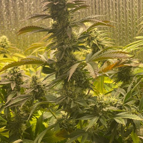 Purple Crash growlog timeline photo