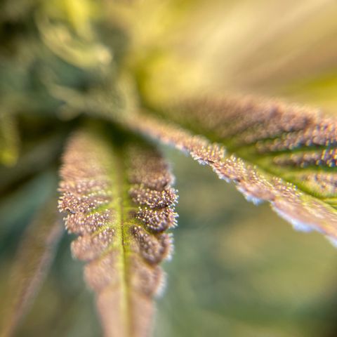 Purple Crash growlog timeline photo