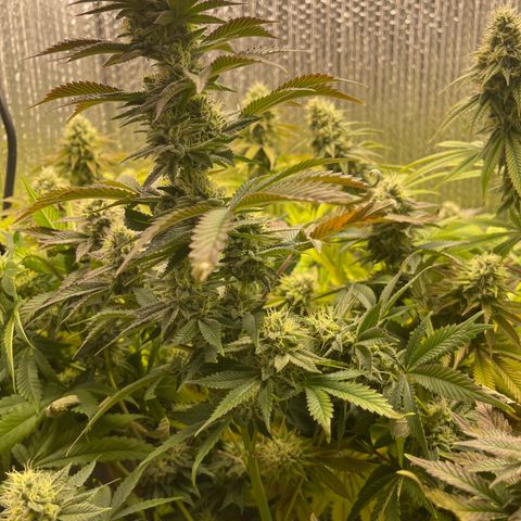 Purple Crash growlog timeline photo