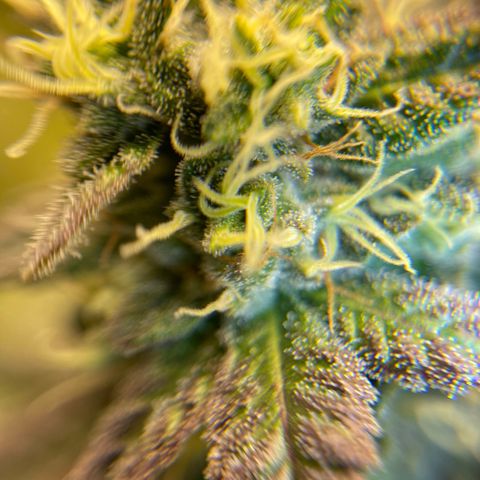 Purple Crash growlog timeline photo