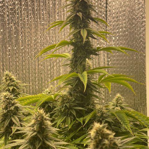 Purple Crash growlog timeline photo