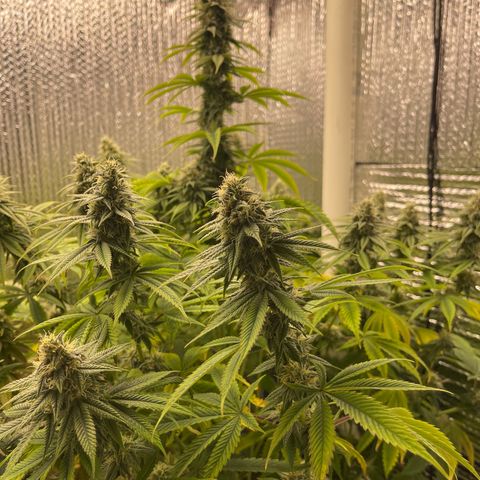 Purple Crash growlog timeline photo