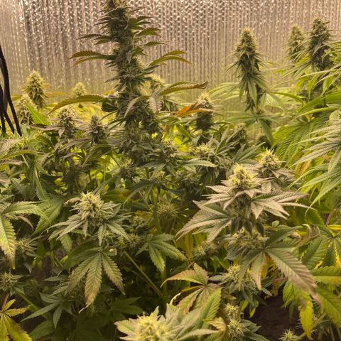 Purple Crash growlog timeline photo