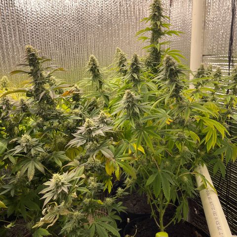 Purple Crash growlog timeline photo