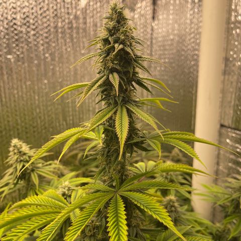 Purple Crash growlog timeline photo