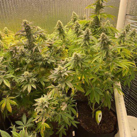 Purple Crash growlog timeline photo