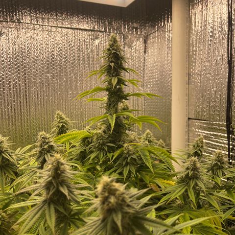 Purple Crash growlog timeline photo
