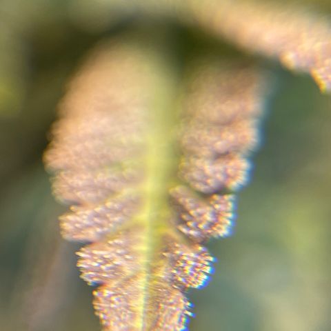 Purple Crash growlog timeline photo