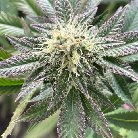 Purple Crash growlog timeline photo