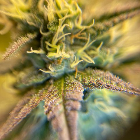 Purple Crash growlog timeline photo