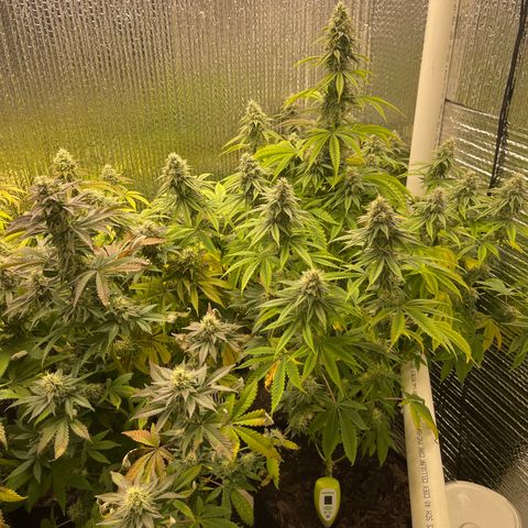Purple Crash growlog timeline photo