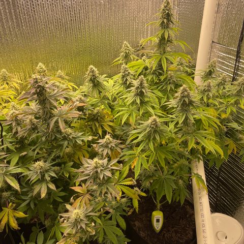 Purple Crash growlog timeline photo