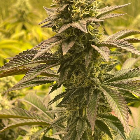 Purple Crash growlog timeline photo