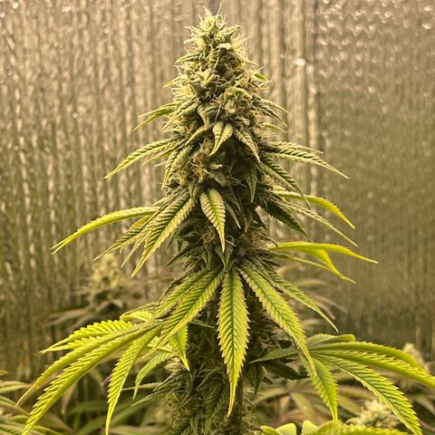 Purple Crash growlog timeline photo