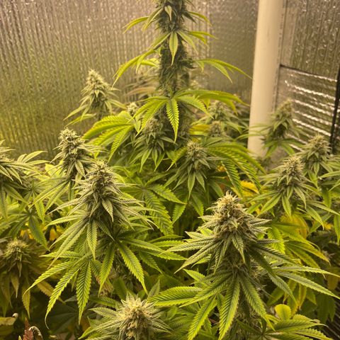 Purple Crash growlog timeline photo