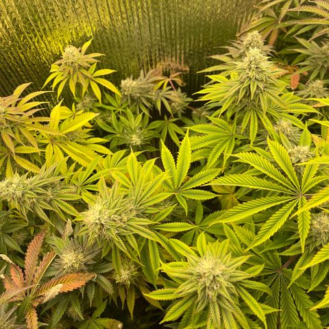 Purple Crash growlog timeline photo