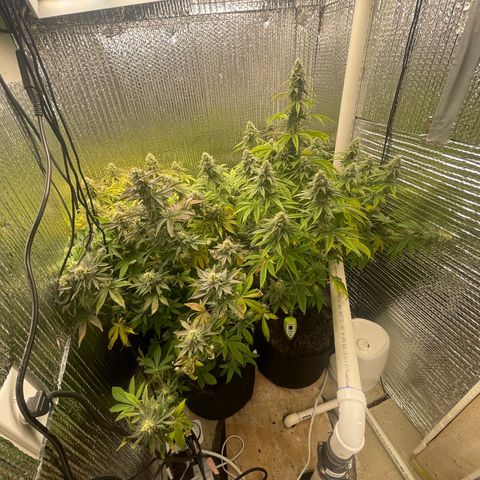 Purple Crash growlog timeline photo