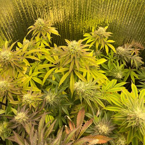 Purple Crash growlog timeline photo