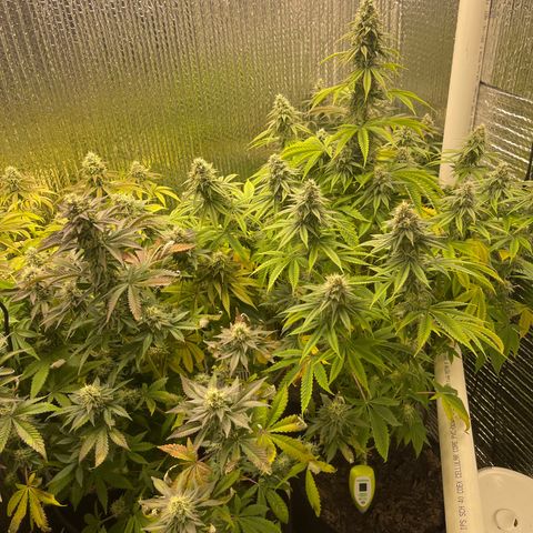 Purple Crash growlog timeline photo