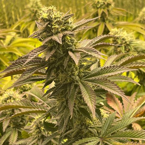 Purple Crash growlog timeline photo