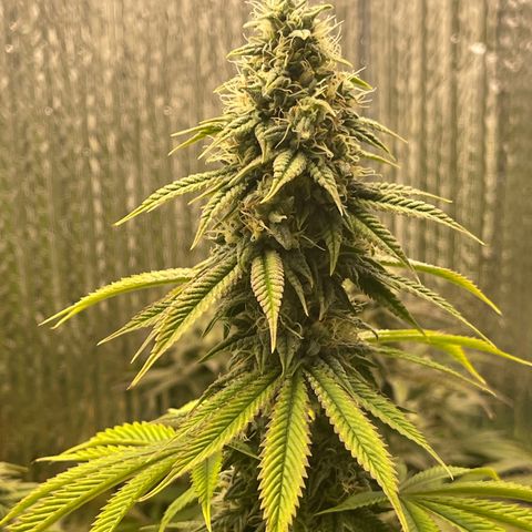 Purple Crash growlog timeline photo
