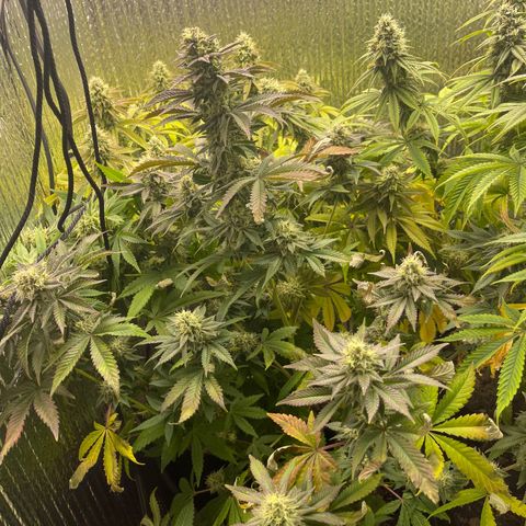 Purple Crash growlog timeline photo