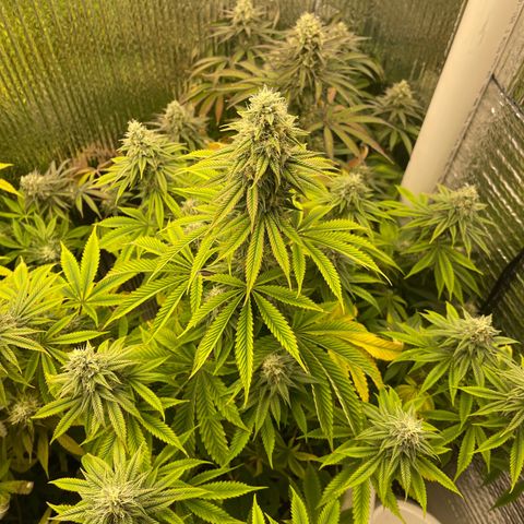 Purple Crash growlog timeline photo