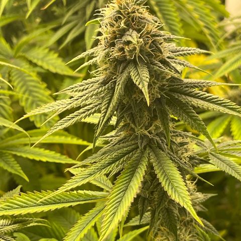 Purple Crash growlog timeline photo