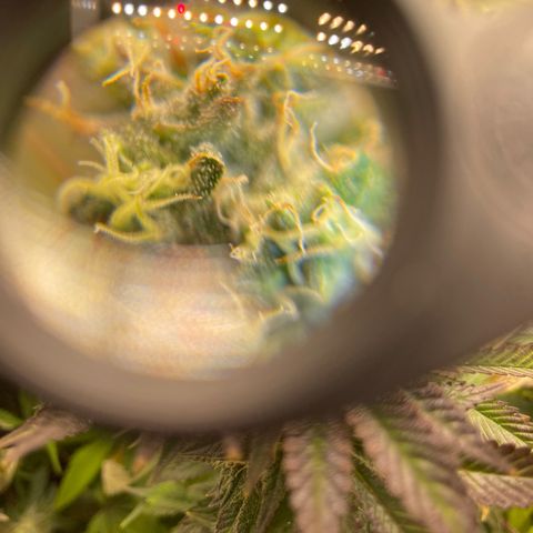 Purple Crash growlog timeline photo