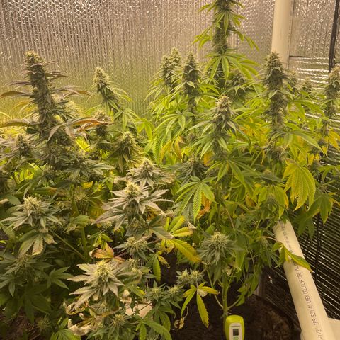 Purple Crash growlog timeline photo