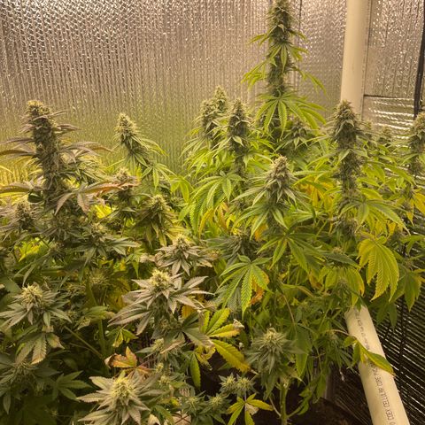 Purple Crash growlog timeline photo