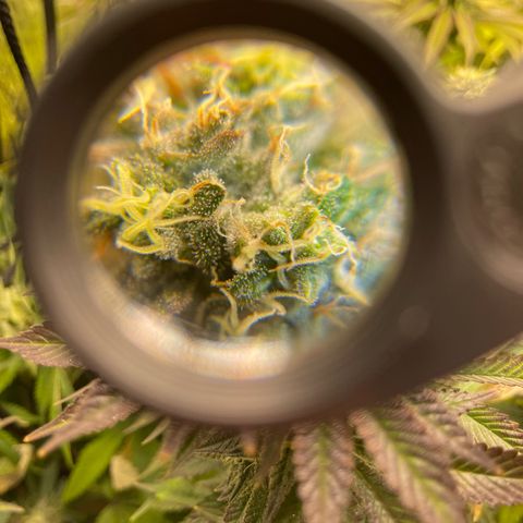 Purple Crash growlog timeline photo