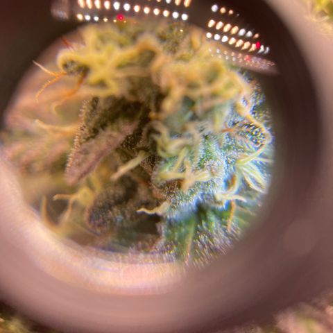 Purple Crash growlog timeline photo